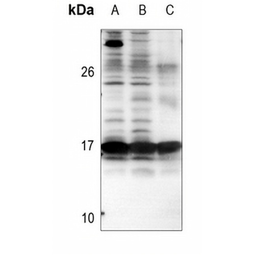BIM Rabbit Polyclonal Antibody