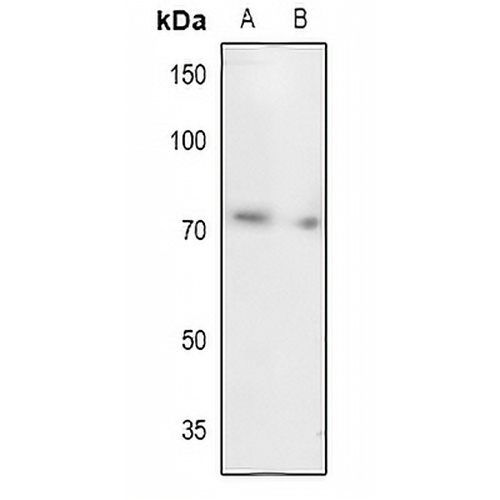 UBA2 Rabbit Polyclonal Antibody