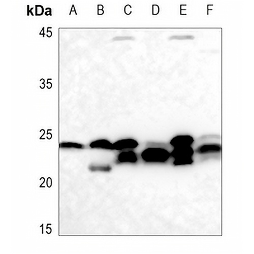 Cyclophilin F Rabbit Polyclonal Antibody