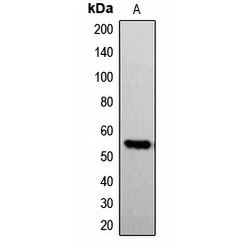 G3BP1 (Phospho-S232) Rabbit Polyclonal Antibody