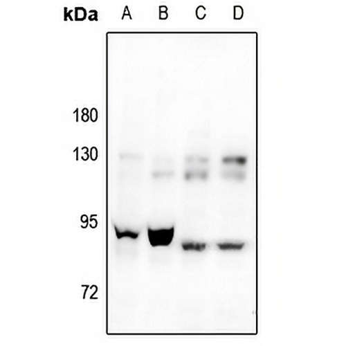 CAPRI Rabbit Polyclonal Antibody