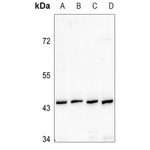 Renin Receptor Rabbit Polyclonal Antibody