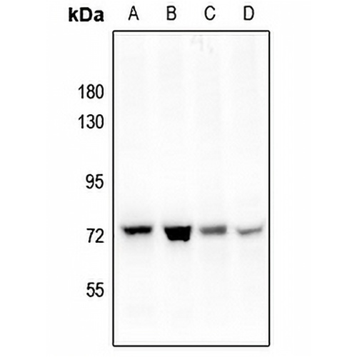 PAK4 (Phospho-S474) Rabbit Polyclonal Antibody