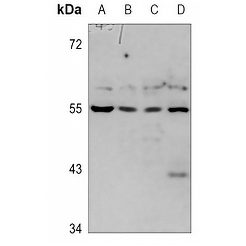 CD172b Rabbit Polyclonal Antibody