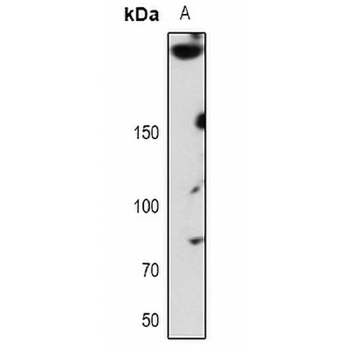 ABCA7 Rabbit Polyclonal Antibody