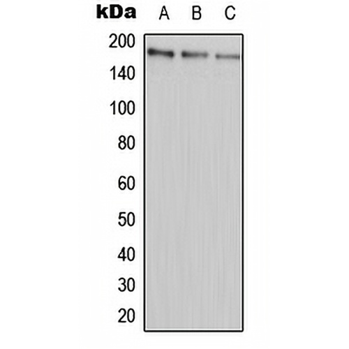ABCA9 Rabbit Polyclonal Antibody