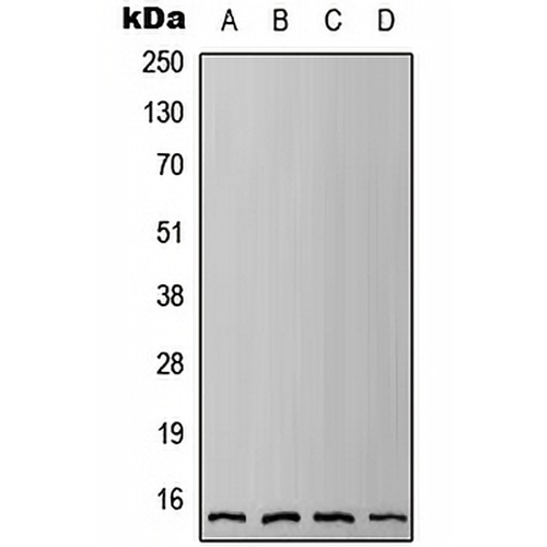 IFITM3 Rabbit Polyclonal Antibody