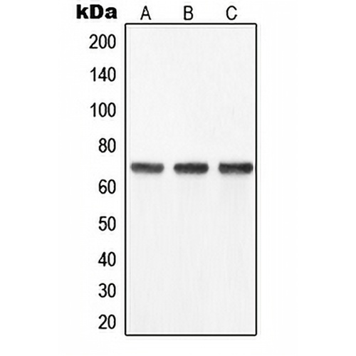 YAP1 Rabbit Polyclonal Antibody