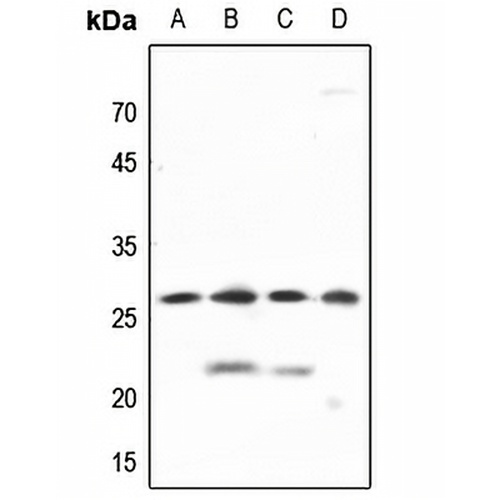 PGRMC2 Rabbit Polyclonal Antibody