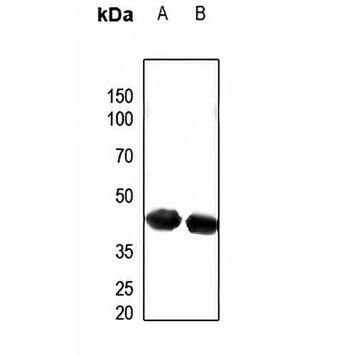 PECI Rabbit Polyclonal Antibody