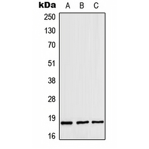 ZNHIT1 Rabbit Polyclonal Antibody