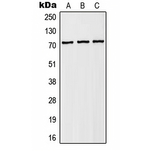 NHE6 Rabbit Polyclonal Antibody