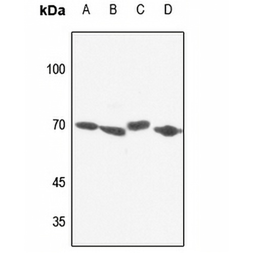 NXF1 Rabbit Polyclonal Antibody