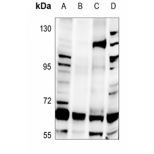 hnRNP Q Rabbit Polyclonal Antibody