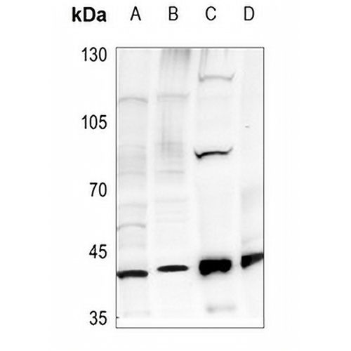 Dynactin p50 Rabbit Polyclonal Antibody