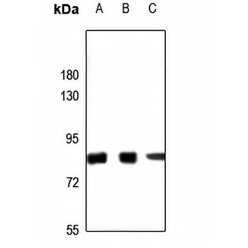 SLU7 Rabbit Polyclonal Antibody