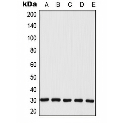 MRPL28 Rabbit Polyclonal Antibody
