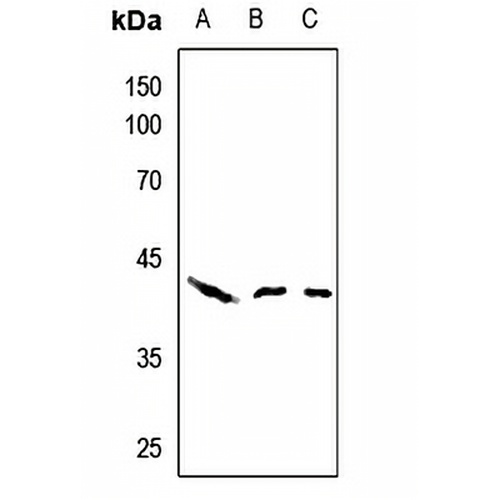 AHA1 Rabbit Polyclonal Antibody