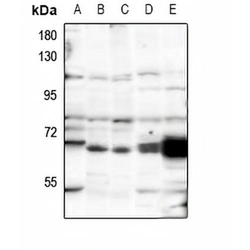 POLR3C Rabbit Polyclonal Antibody