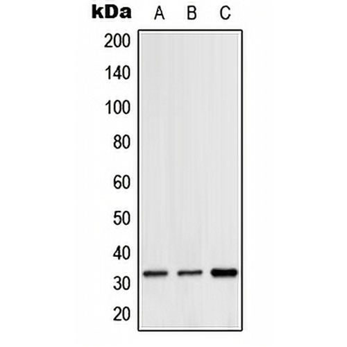 Hydrophobestin Rabbit Polyclonal Antibody