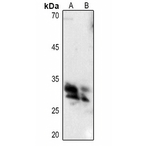 Hydrophobestin Rabbit Polyclonal Antibody