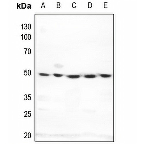 DNA Polymerase delta 3 Rabbit Polyclonal Antibody