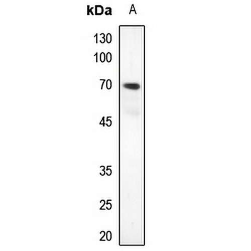 ZNF460 Rabbit Polyclonal Antibody