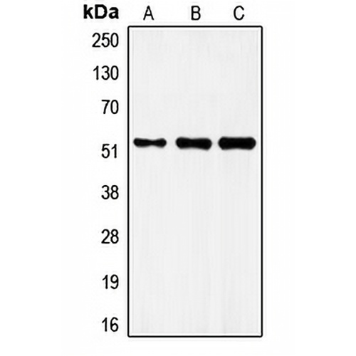 FRS3 Rabbit Polyclonal Antibody