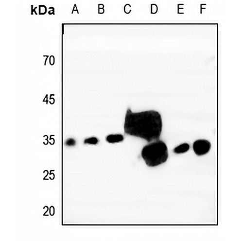 Tetraspanin 9 Rabbit Polyclonal Antibody