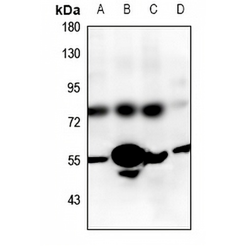 GPR83 Rabbit Polyclonal Antibody