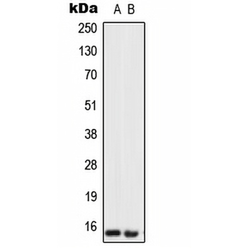 Urotensin 2 Rabbit Polyclonal Antibody