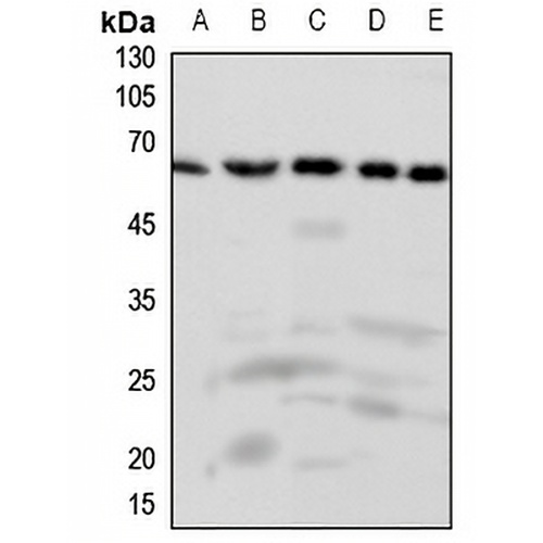 FAST Kinase Rabbit Polyclonal Antibody