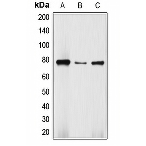 DBF4 Rabbit Polyclonal Antibody
