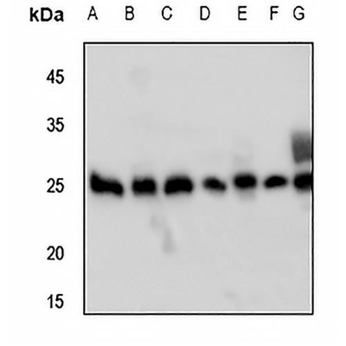 Peroxiredoxin 3 Rabbit Polyclonal Antibody