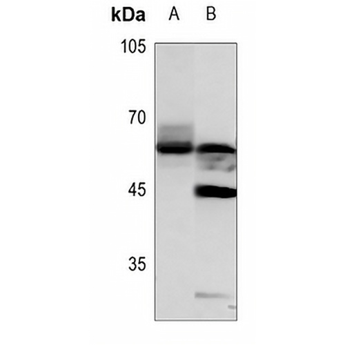 GPR75 Rabbit Polyclonal Antibody