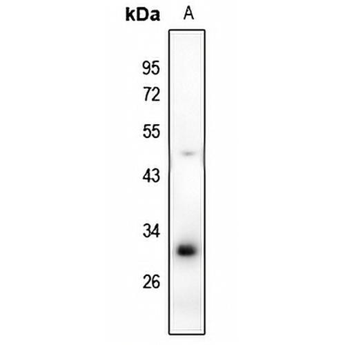 RAB40B Rabbit Polyclonal Antibody