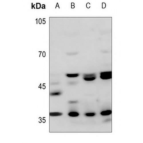 JAB1 Rabbit Polyclonal Antibody