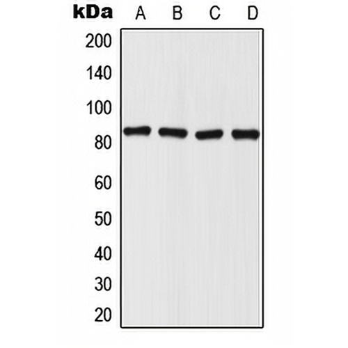 Mitofilin Rabbit Polyclonal Antibody
