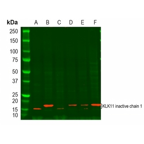Kallikrein 11 Rabbit Polyclonal Antibody