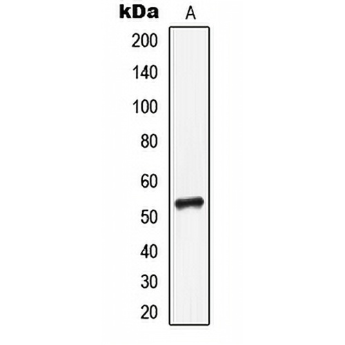 CD85i Rabbit Polyclonal Antibody