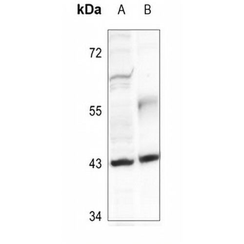 FOP Rabbit Polyclonal Antibody