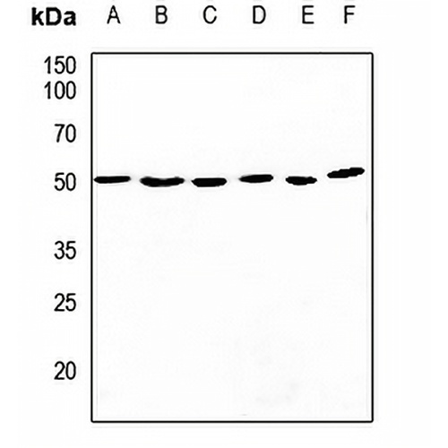 CDC37 Rabbit Polyclonal Antibody