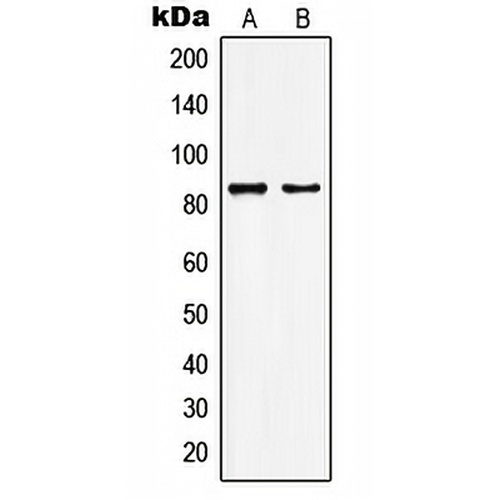 KAT7 Rabbit Polyclonal Antibody