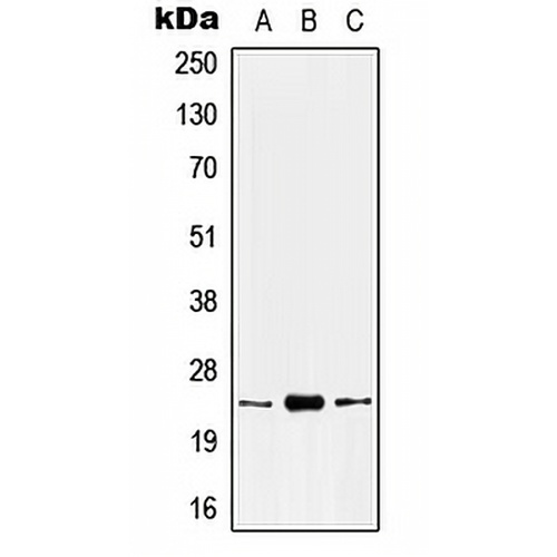 Kallikrein 8 Rabbit Polyclonal Antibody