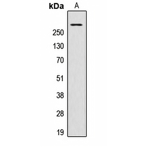 AKAP13 Rabbit Polyclonal Antibody