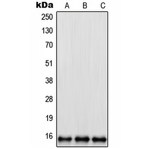RPL35 Rabbit Polyclonal Antibody
