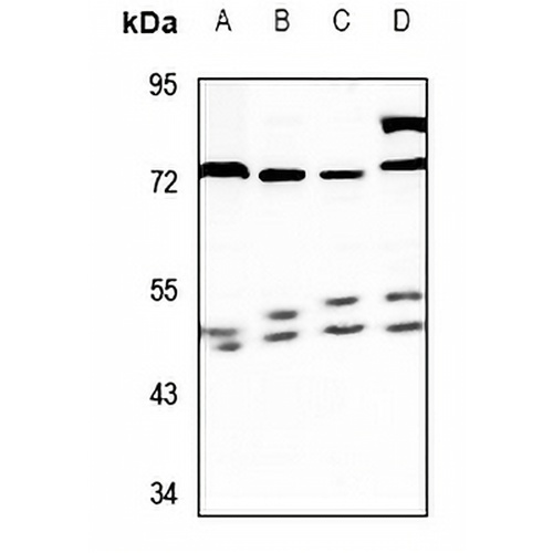 RASSF8 Rabbit Polyclonal Antibody