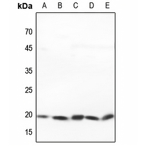 PRAF2 Rabbit Polyclonal Antibody