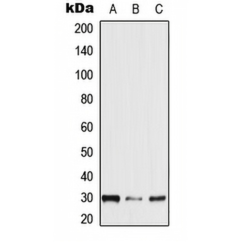 NXPH2 Rabbit Polyclonal Antibody