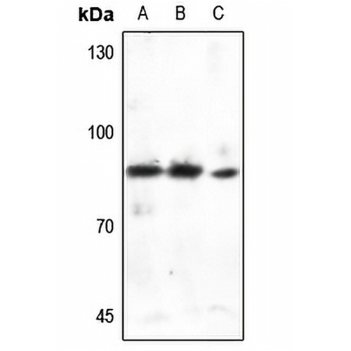 Cortactin Rabbit Polyclonal Antibody